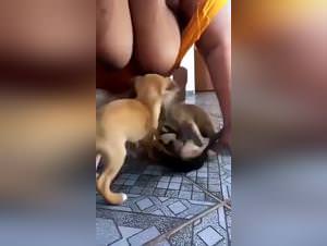 Sex with animals - Erotic Zoo Bestiality Videos