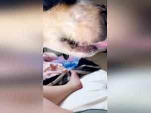Dog Licks Sluts Intensely