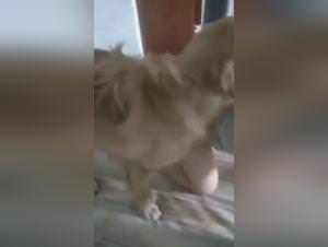 Chinese Slut with Dog - Part 1 - Extreme XXX