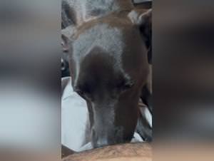 Sapna dog sex wild pleasure