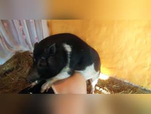 HD Sexy: Dog Bangs Woman