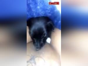 Slutt Gets Fucked by Dog Dirty Doggy Sex 2