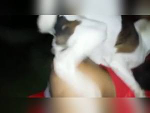 Crossdresser anal dog taboo