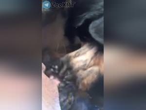 Deep dog licking: bitch enslaves herself