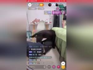 Chinese Slut Dog Fucking - Extreme Porn Videos