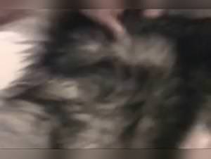 Caledonian KC: First Dog Fuck