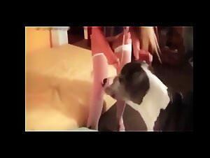 The beastiality law UK: a tale of dog sexton's unstoppable passion for animals