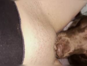 Dog licking pussy to climax
