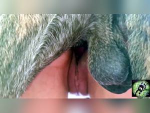 The slutty whore female dog of Zoophile Pornos - Triana and her dog