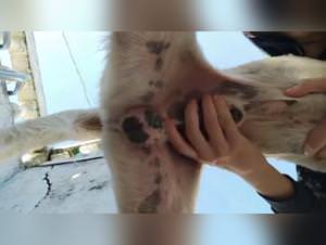 K9 sex fantasy, Moonliek9 exposed