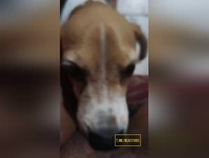 Dog licking bitches hardcore