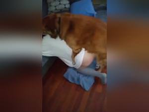 Zoophilia vids: Girl sucking a horse on zootube, Zoophilic wife fucks her dog