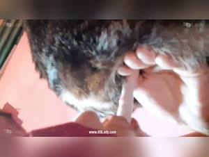 Free Beastiality Videos | Lovely Kiki - Lust TV