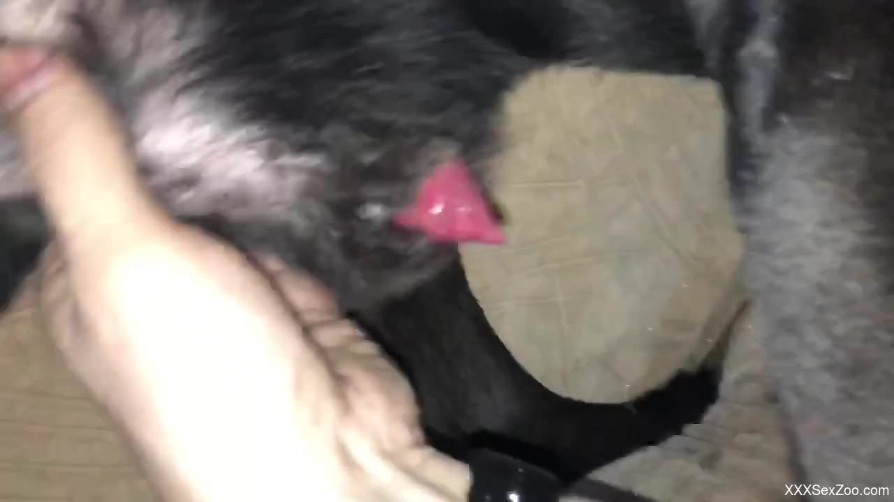 Animal's growing cock gets pleasured in a POV vid