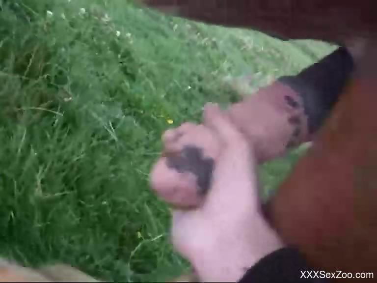 Dude jerks a stallion's dick in a kinky outdoor scene