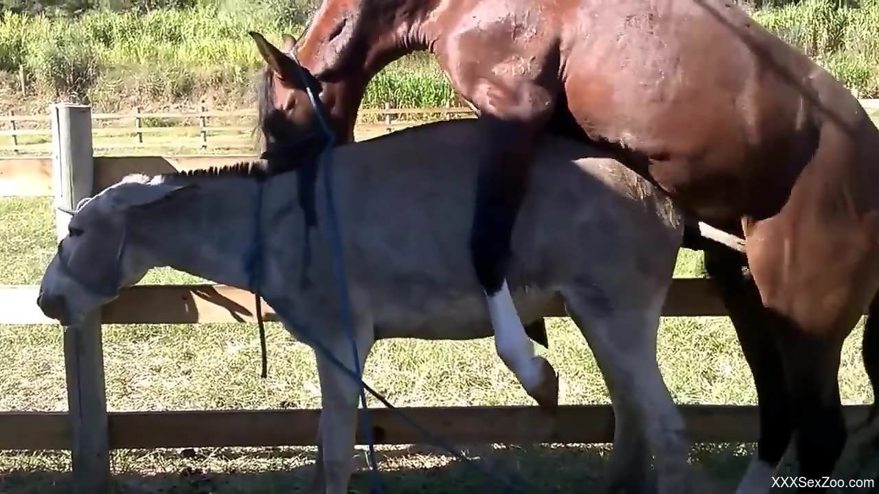 Two sexy animals enjoying brutal bestiality outdoors