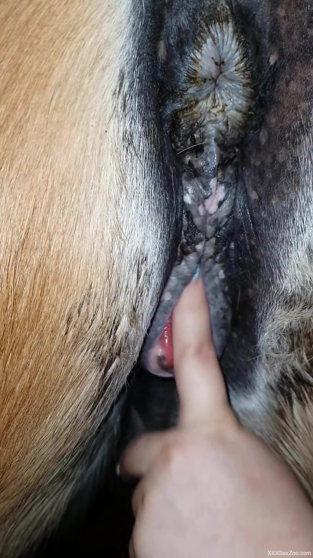 Naked woman feels energized by the horse's pussy