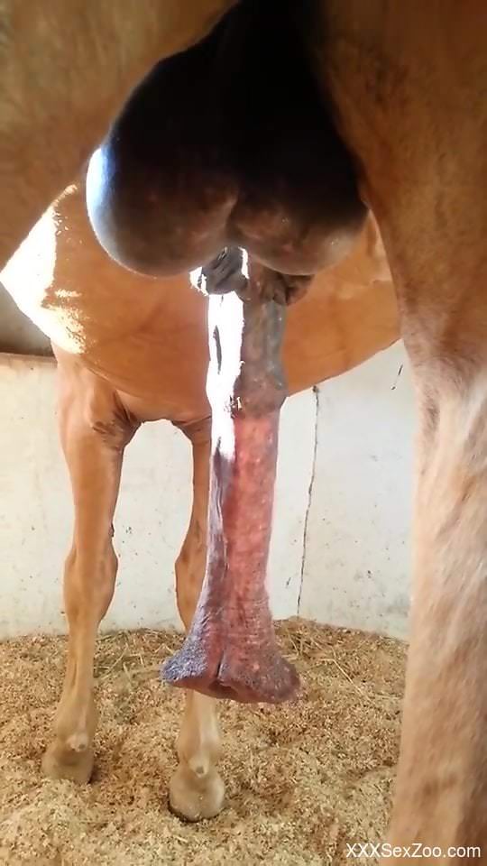 Big-balled animal showing off its huge dong too