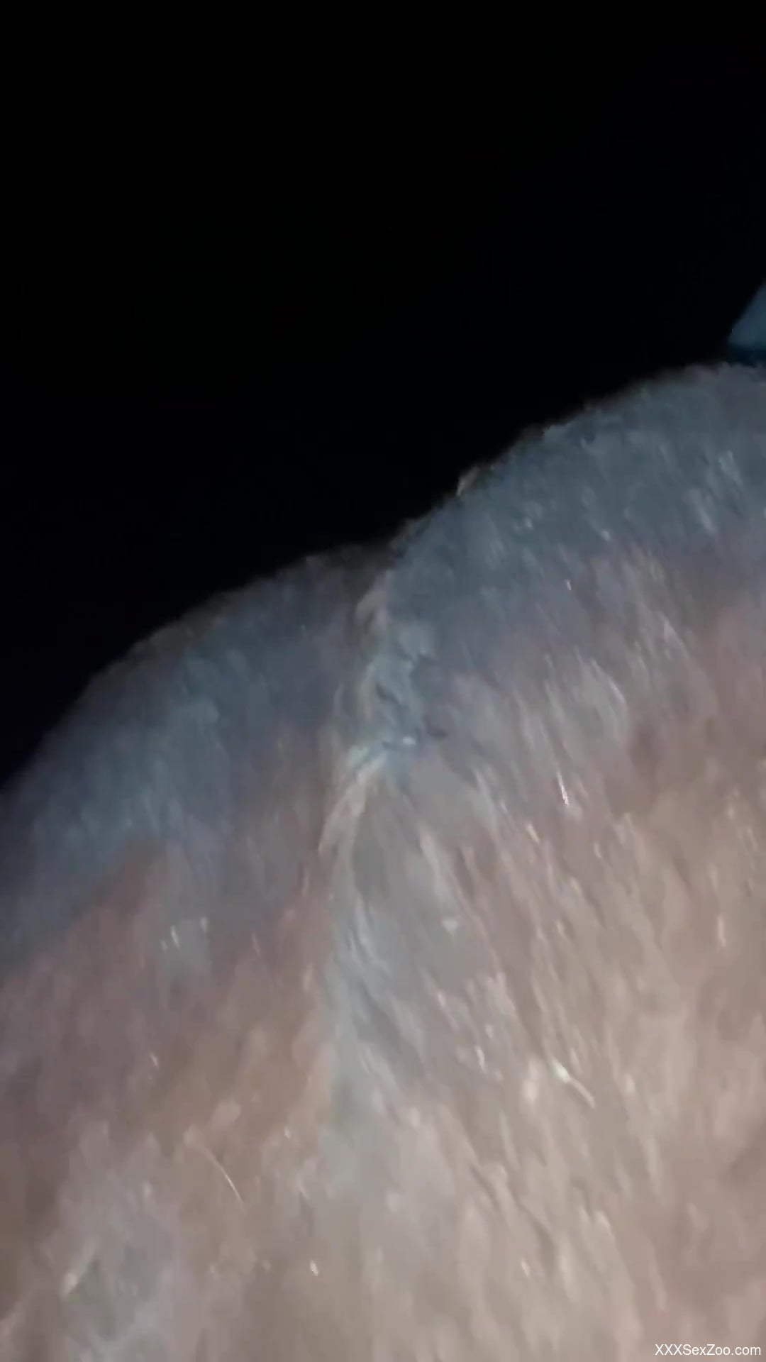 Late night horse fucking zoo sex for a horny man