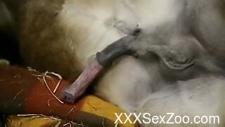 Clothed woman plays with the dog's hefty penis in amazing manners