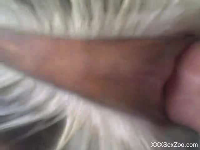 Gaping this animal's delicious pussy hole on cam