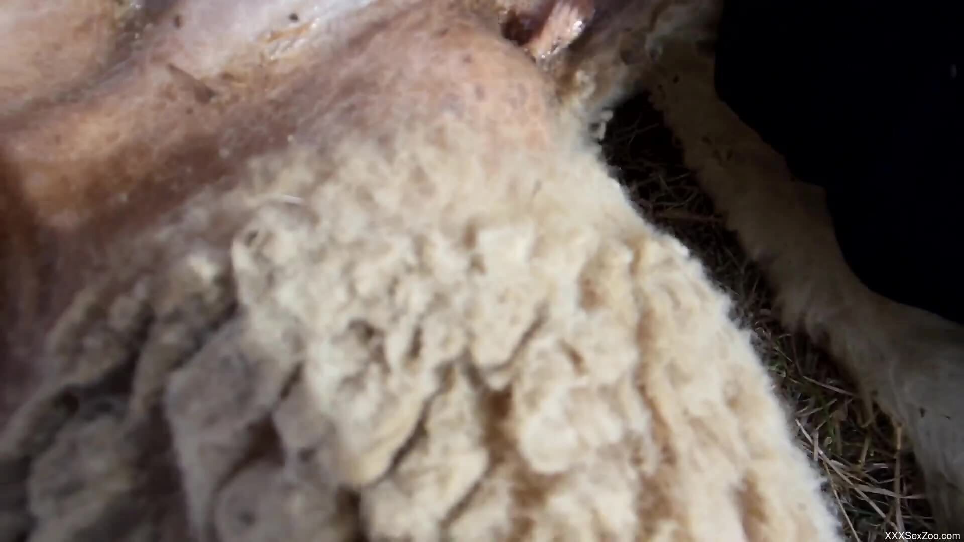 Aroused man loudly fucks animal at the farm in dirty XXX