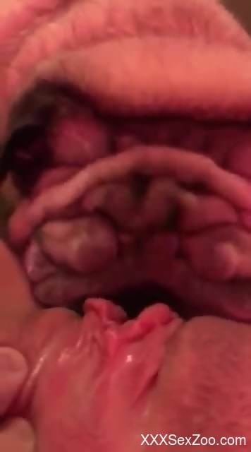 Sexy bulldog buries its face in the owner's pussy