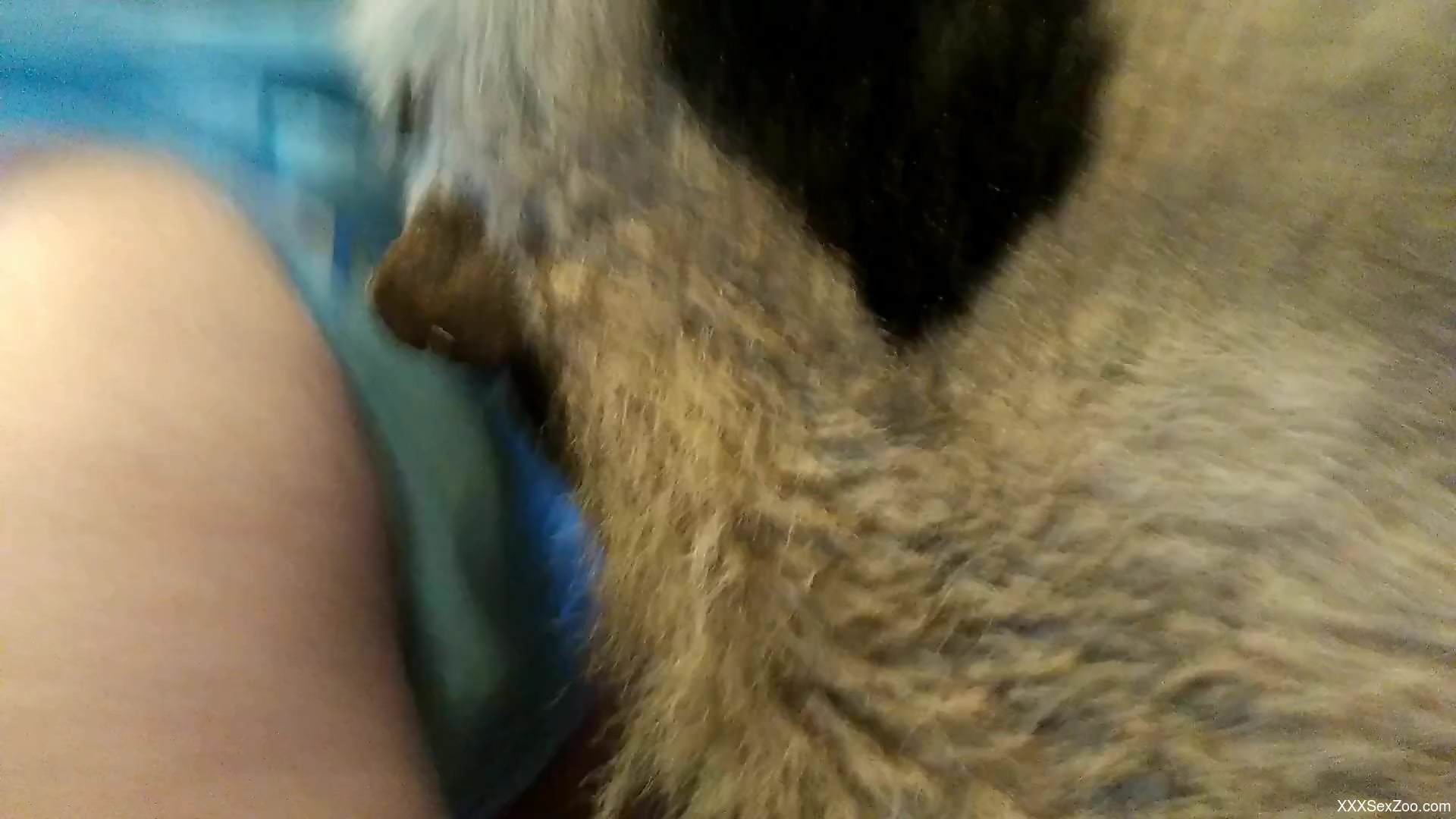 Great fucking video with a zoophile that gets wild