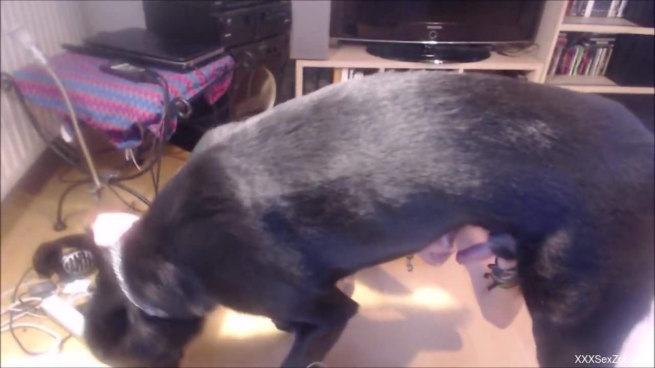 Gay lad fulfills thirst for porn with the dog