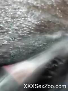 Dude drilling an animal's tight hole with his meaty dick