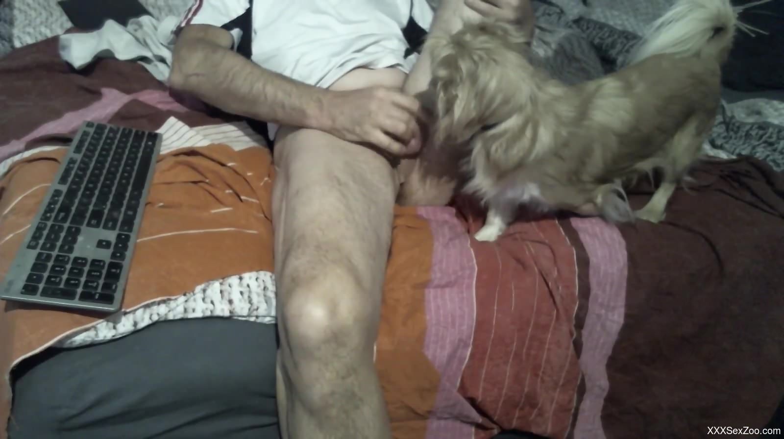 Mature guy gets a nice blowjob from his small dog