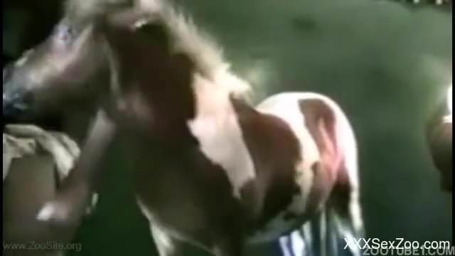Nice spotted pony in amazing farm bestiality with a host