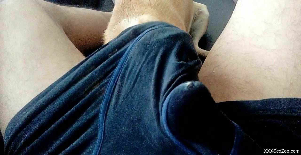 Dog licks man's dick when he tries to jerk off on cam