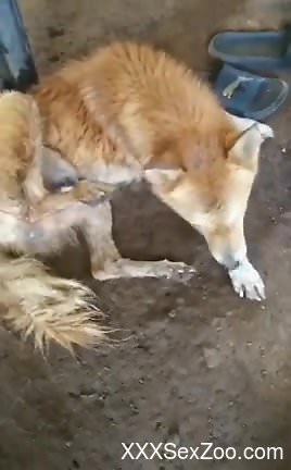 Animal shows its nice cock and licks it a bunch