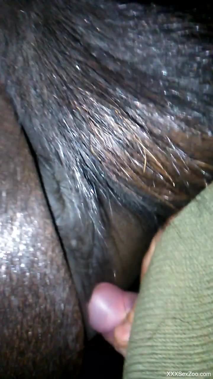 Horny guy craves deep penetration sex with this horse's cunt