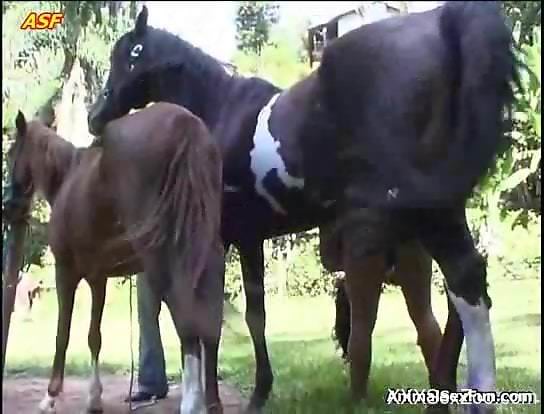 Horse with a huge cock drilling a Latina's pussy