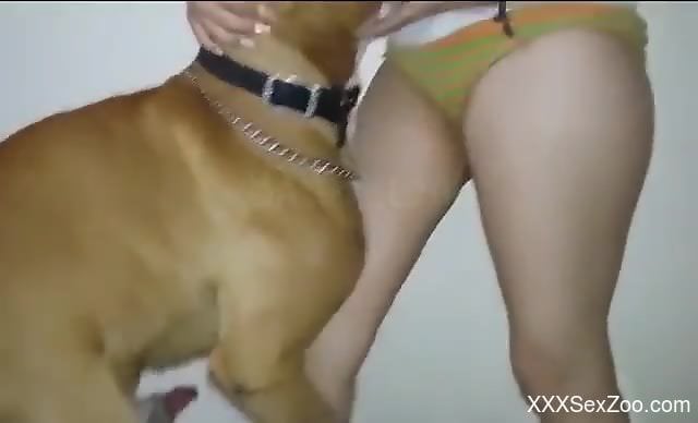 Quick handjob from a dog-loving bitch leads to HOT sex
