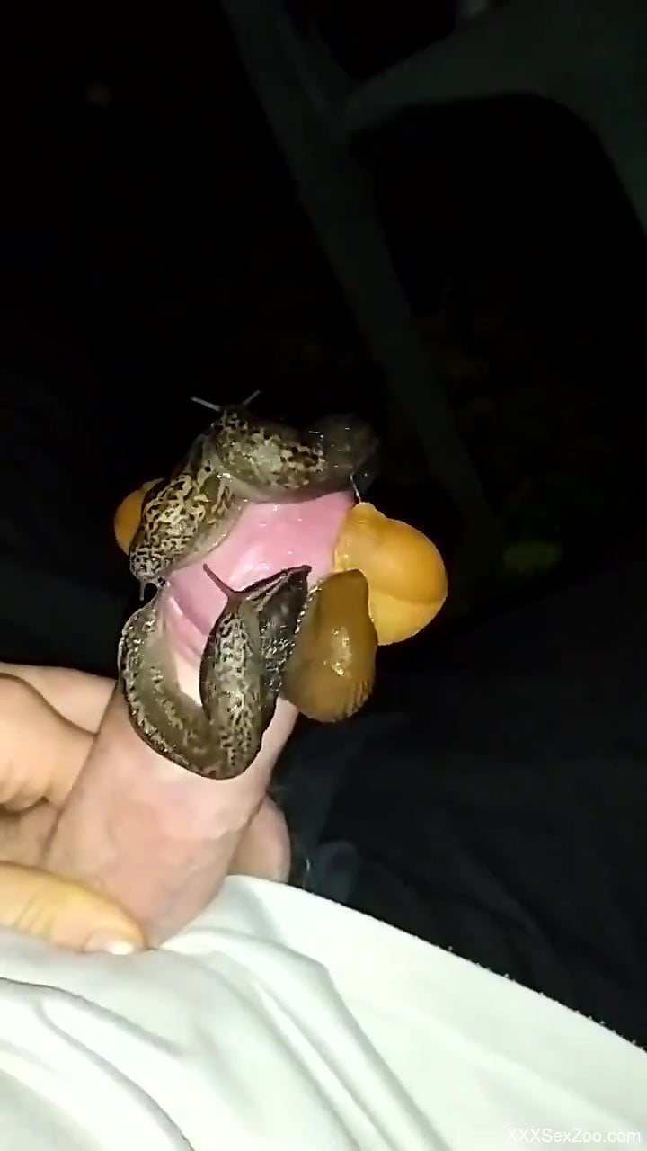 Sexy snails flock to this beautiful cock in HD