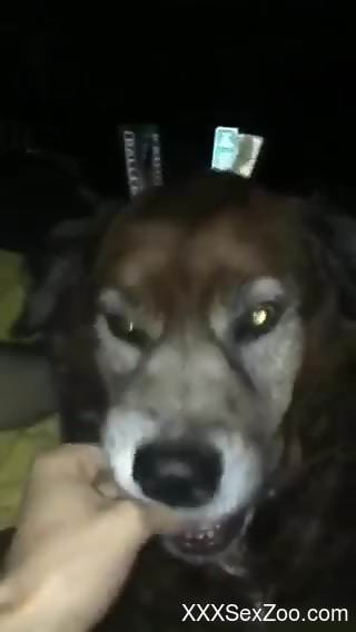 Sexy dog sucking on a dude's hard dick in POV