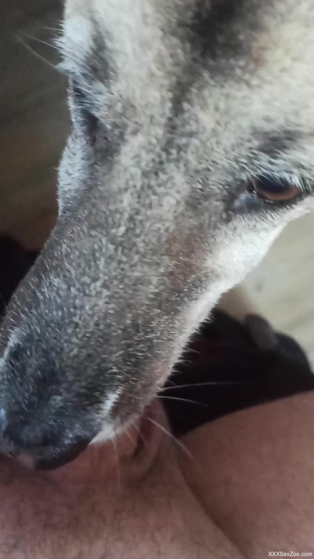 Hot beast enjoying POV oral with a hard boner