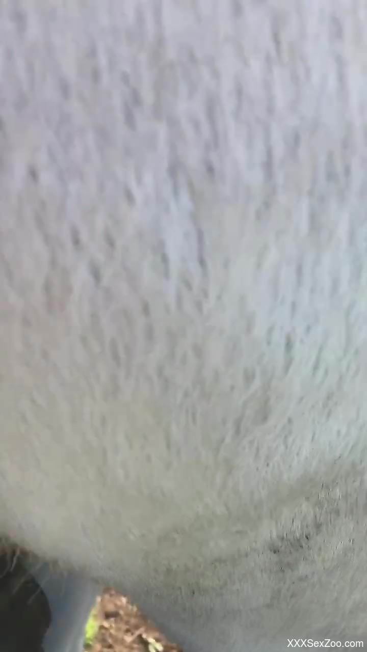 Horny male pushes the limits by deep fucking a horse