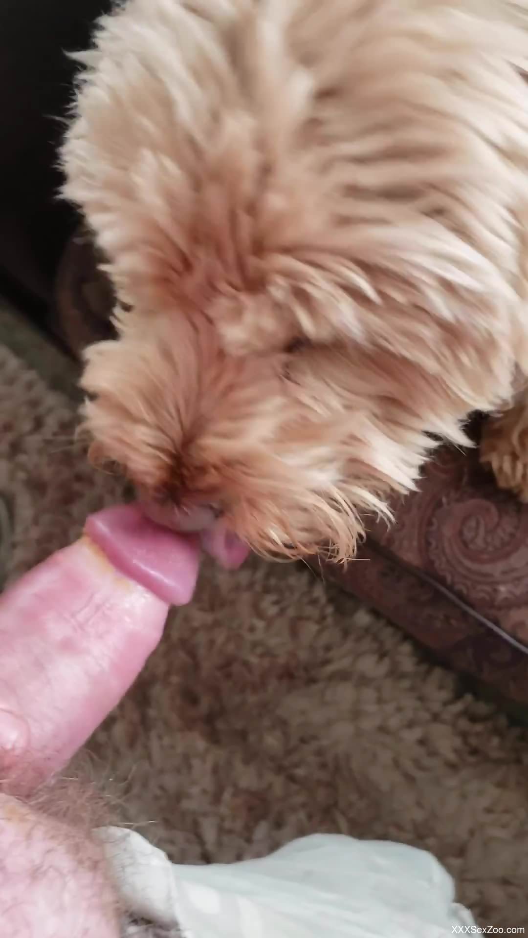 Special treat for a horny male when the dog starts licking his dick