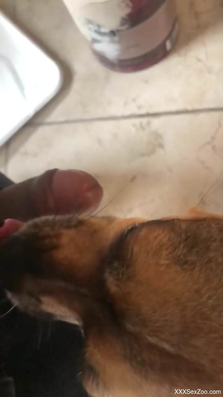Furry dog licks the man's hard dick then licks sperm