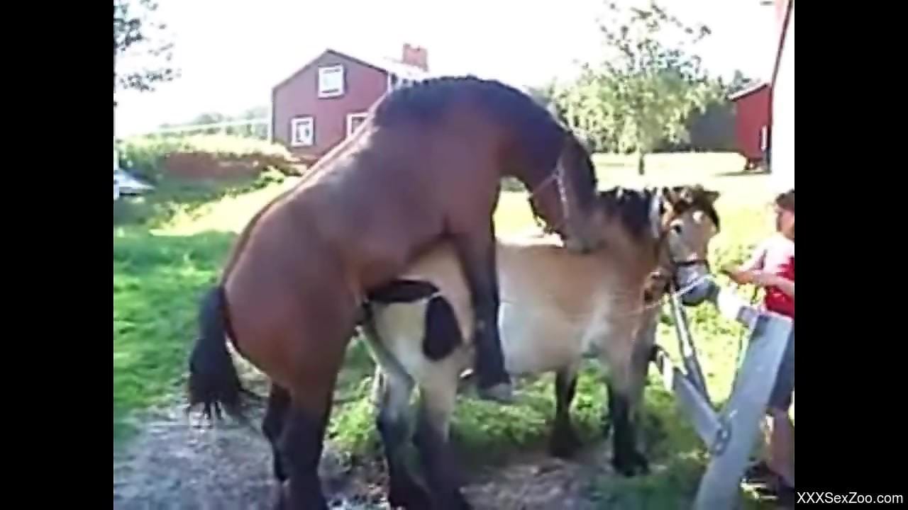 Stallion fucking a smaller horse from behind