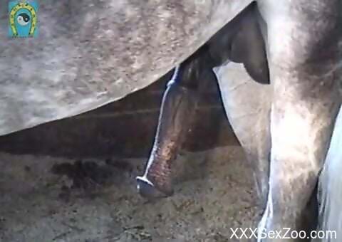 Horse dick is going to get busy throbbing hard