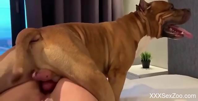Hot blonde enjoys dog dick in both her tight holes