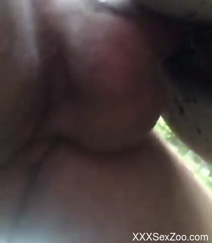Guy's hard cock throbs inside an animal's cunt