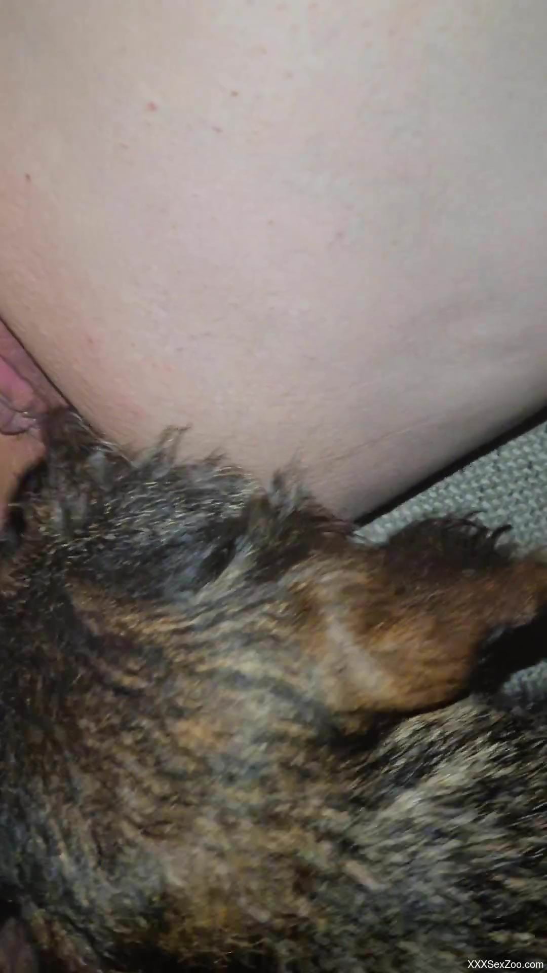 Dildo play and hardcore fucking with a doggo