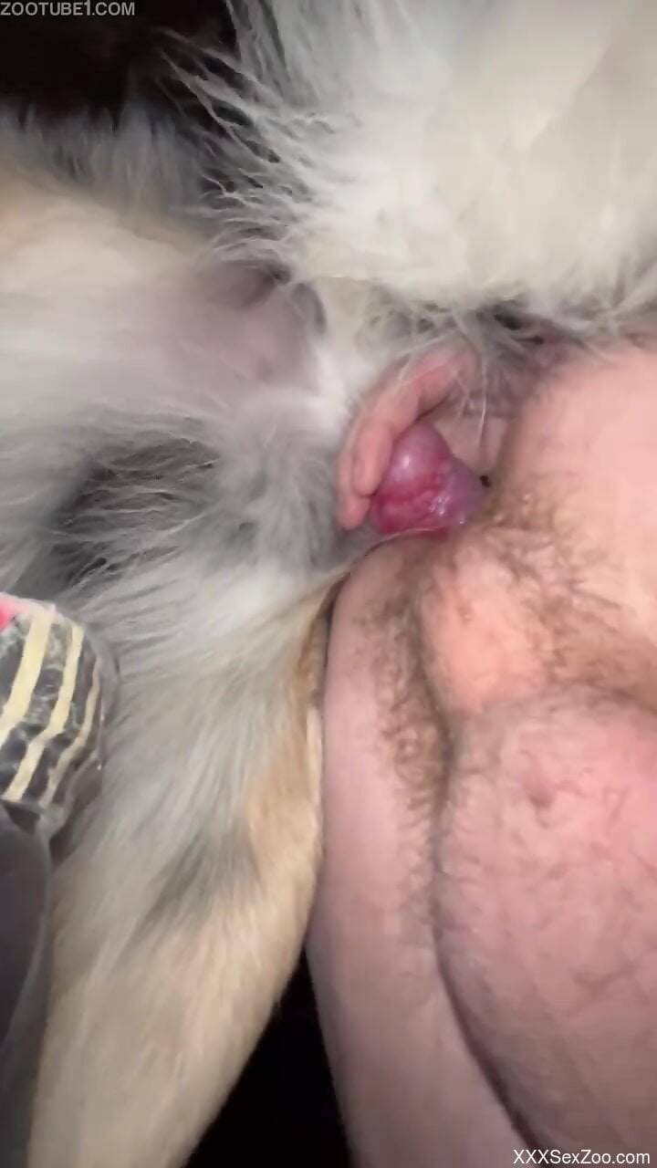 Dog fucks naked man in the ass and comes on his dick