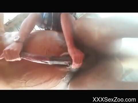 Horse cock gets the hot handjob it truly needed